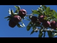 Apples Red Delicious 4 1285